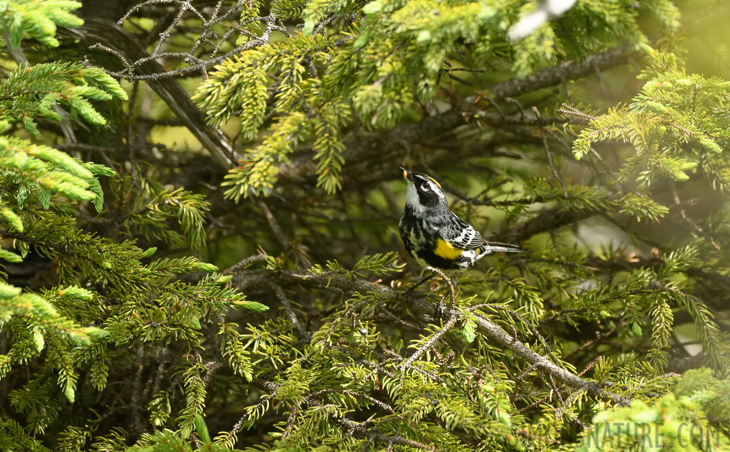 Setophaga coronata coronata [400 mm, 1/2000 sec at f / 7.1, ISO 2000]